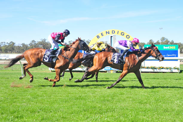 山东队赛季赛果统计:得分王、篮板王及关键战役回顾