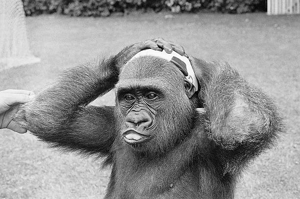 新星与老将：2021年法国队年龄结构解析